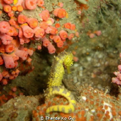 Tiger tail seahorse being a little camera shy :) by Thanda Ko Gyi 